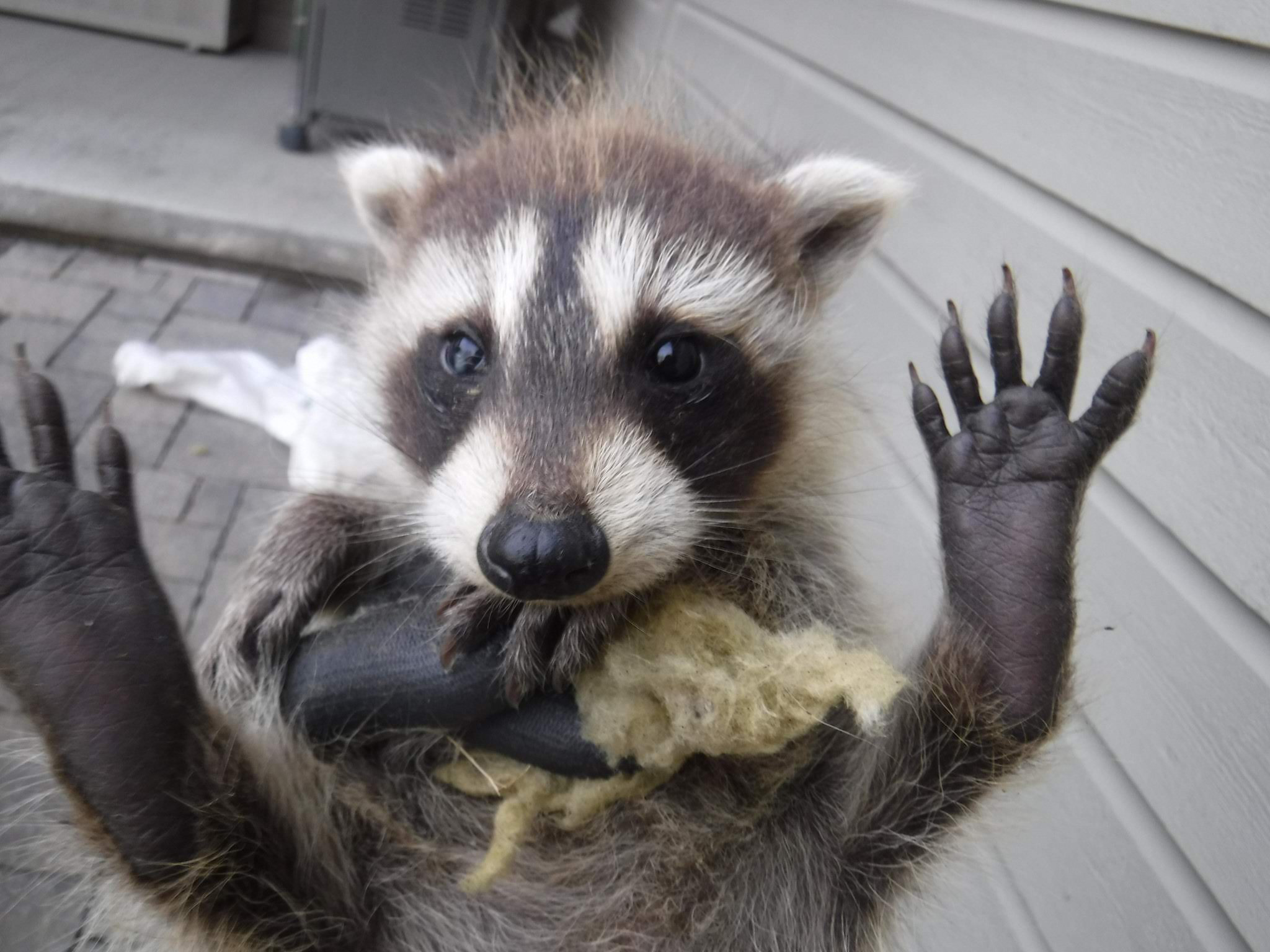 Compassion for Raccoons