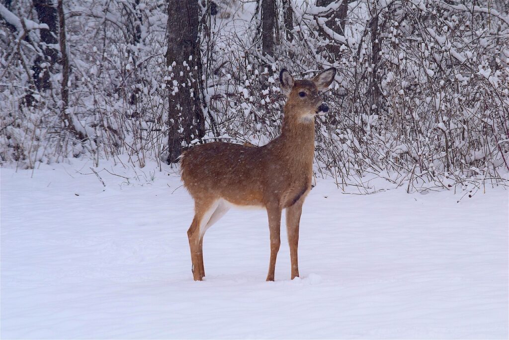 Deer in Snow