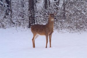 Deer in Snow