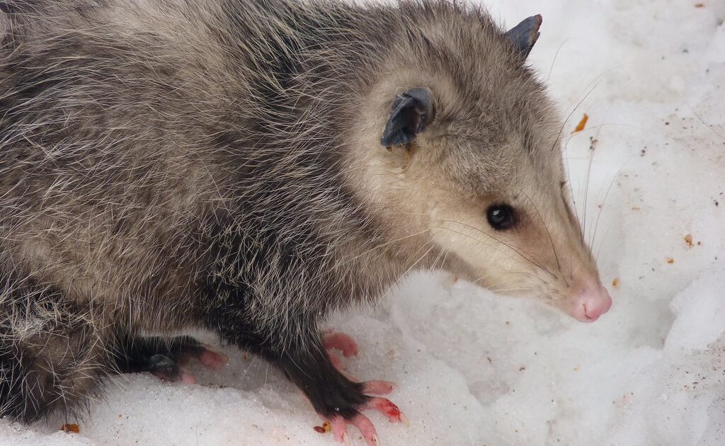 Frostbite - Opossum in Snow