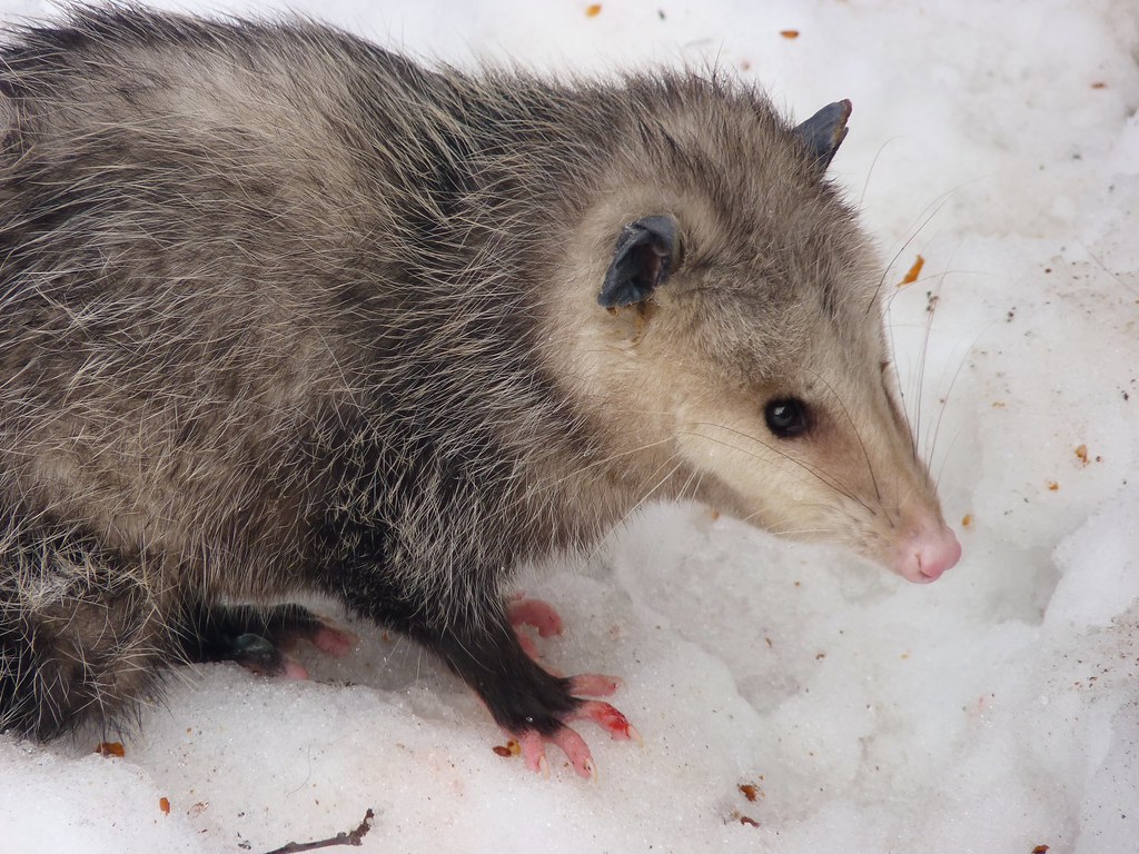 Frostbite - Opossum in Snow