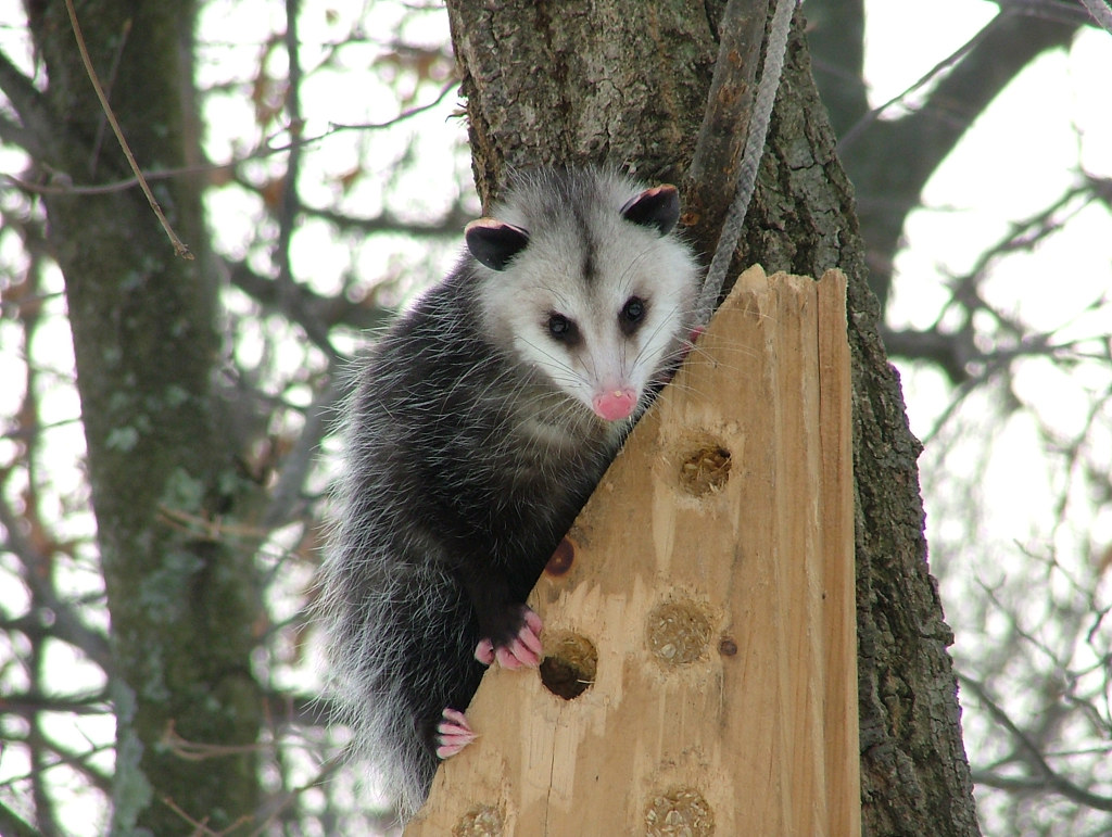 Durham Wildlife Control Where Do Opossums Go in Winter?