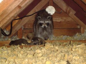 Raccoon Family in the Attic