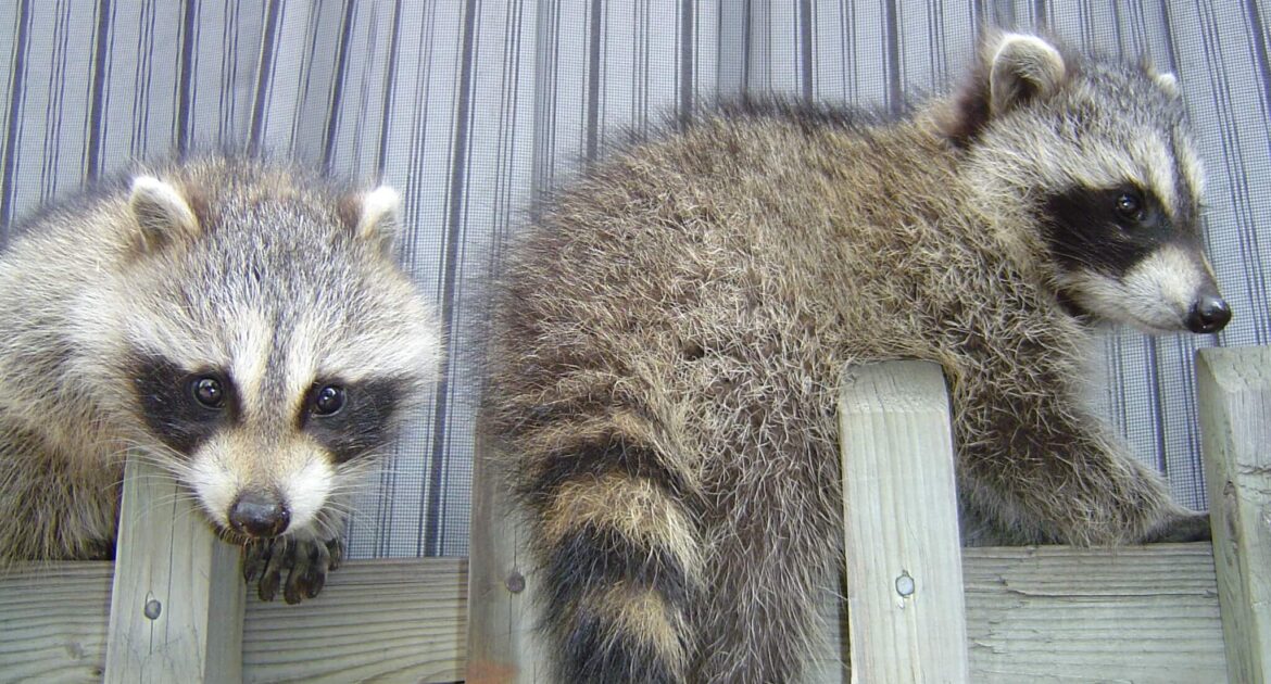 Raccoon Feature Image