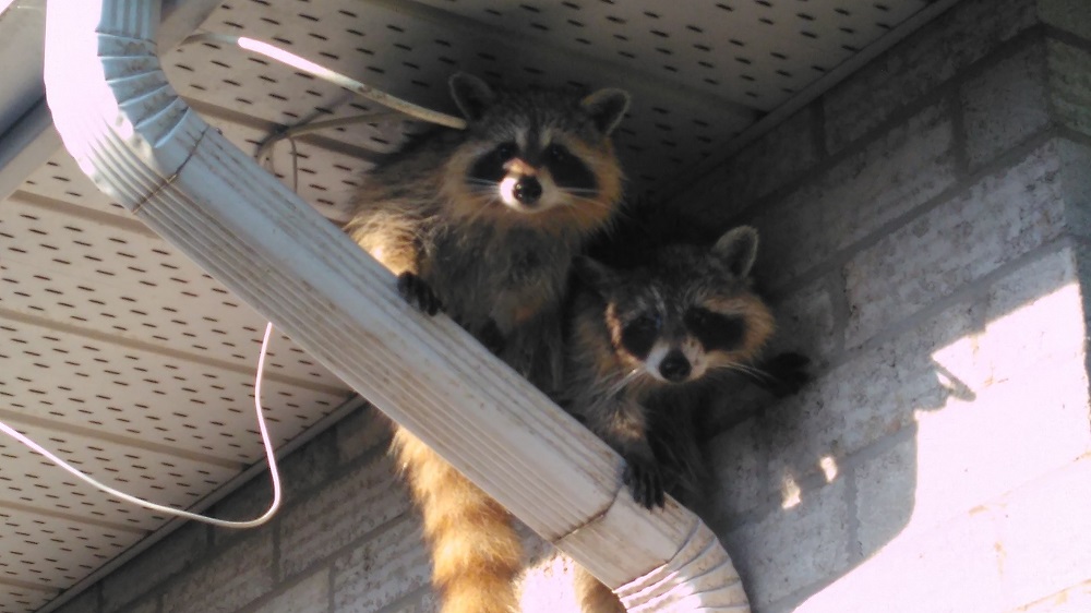 Raccoon Featured Image