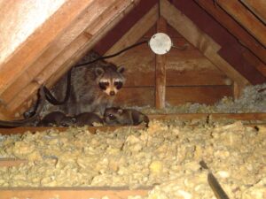 Raccoon in Attic