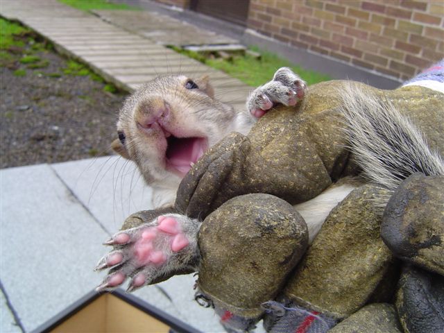 Rodent Prevention Feature Image