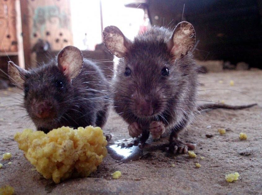Rodent Problem