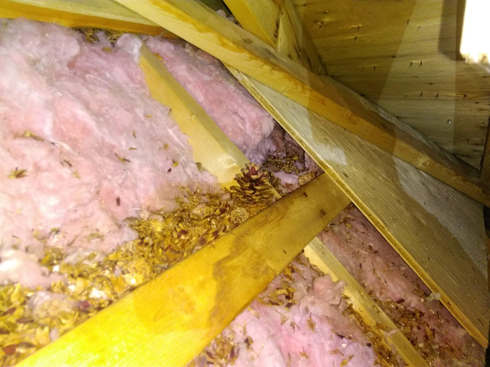 Mice are Storing Food for the Winter