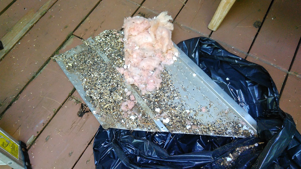 Mice are Storing Food for the Winter