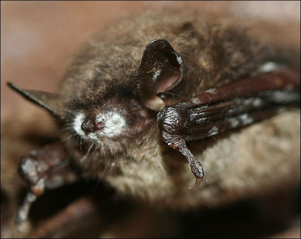 Bat's White Nose Syndrome