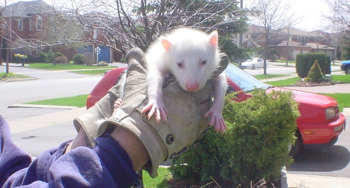 Albino Featured Image