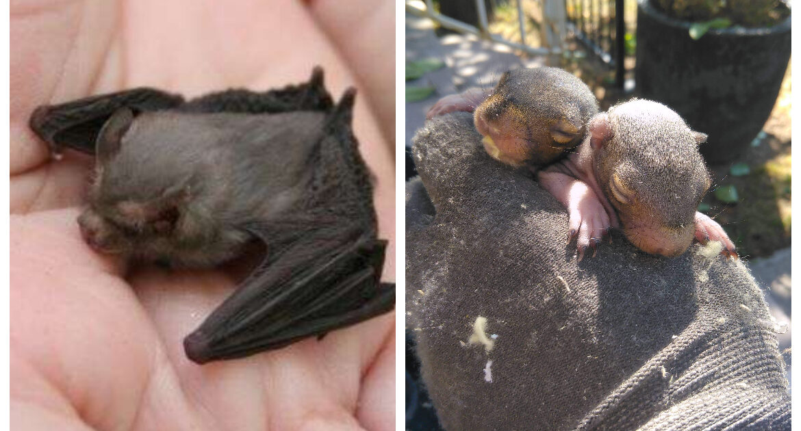 Bats like Comparison