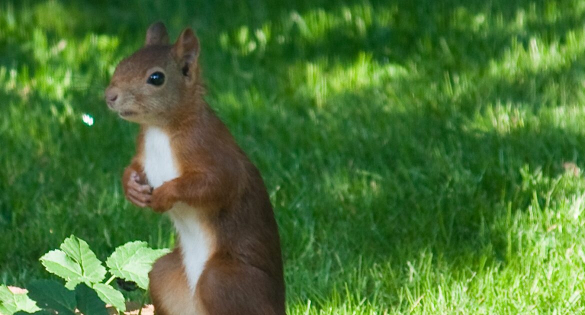 Keep Your Garden Safe from Wildlife in Oshawa