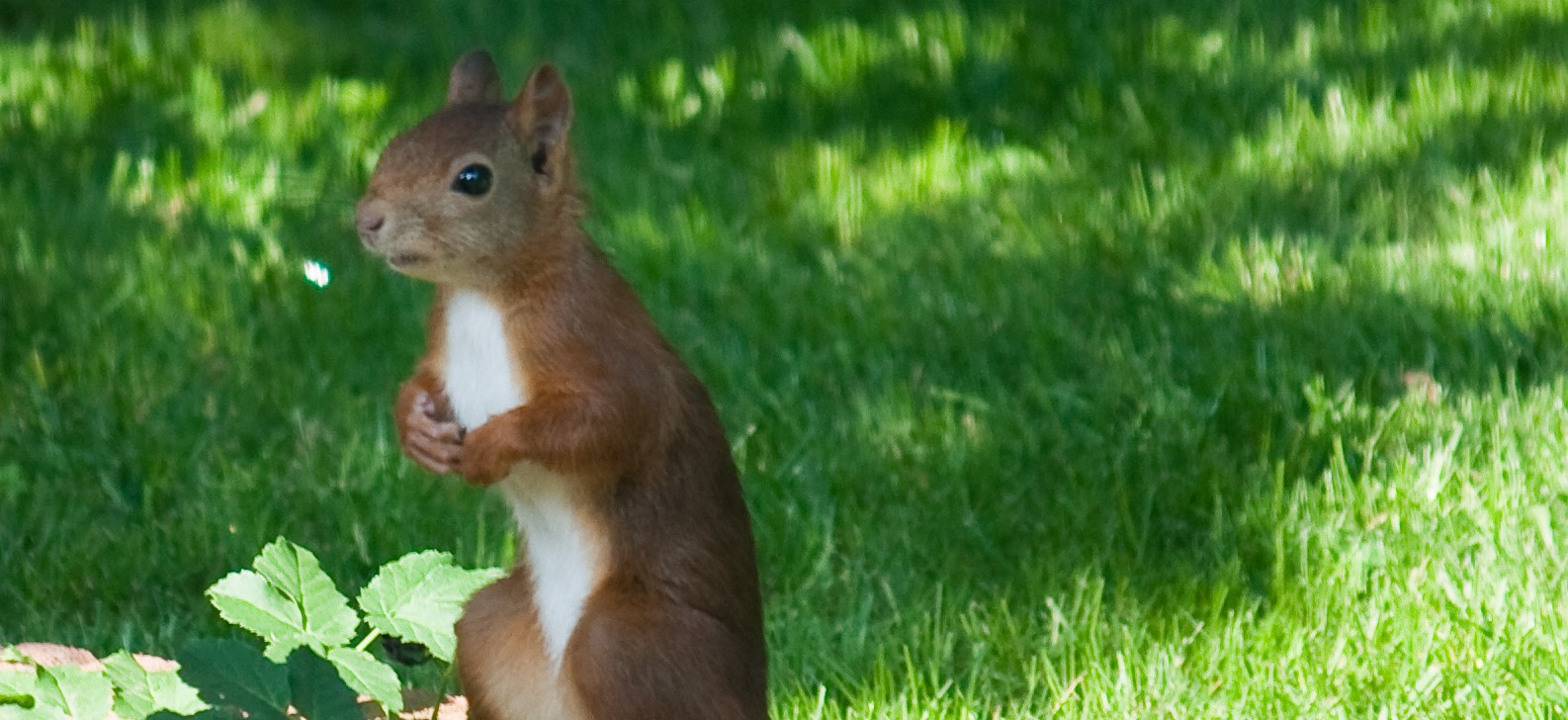 Keep Your Garden Safe from Wildlife in Oshawa