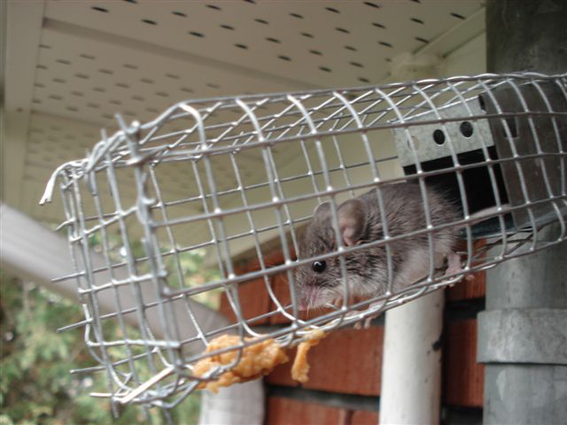 How One Way Doors are Used for Humane Mice Removal