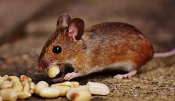 Mouse with Food