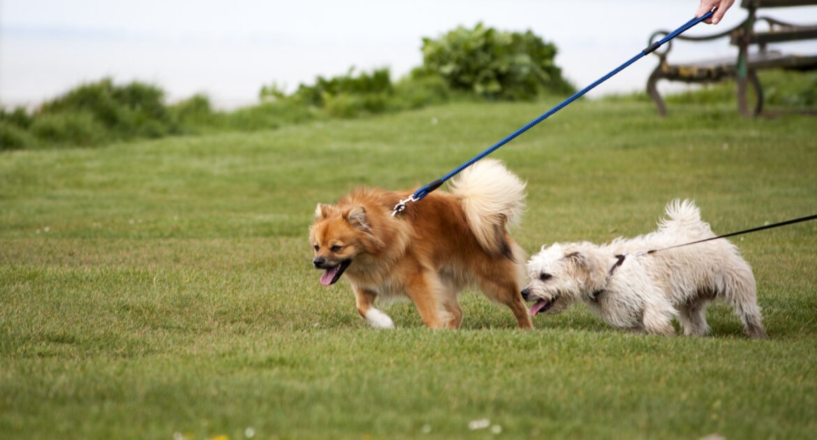 Rabies Featured Image