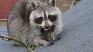 Raccoon Image