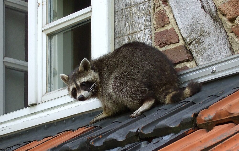 Raccoon Rabies
