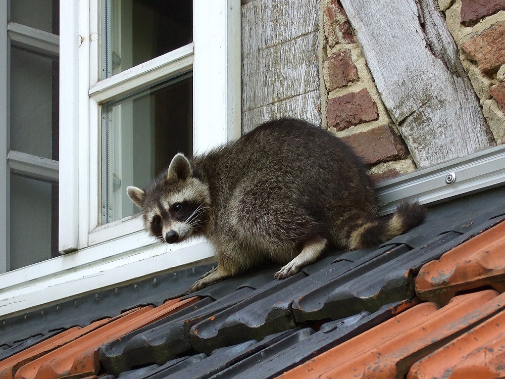 Raccoon Rabies