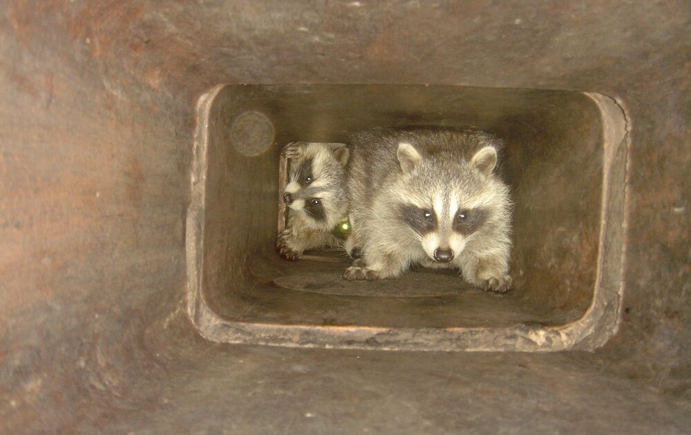 Raccoon in Chimney Featured Image