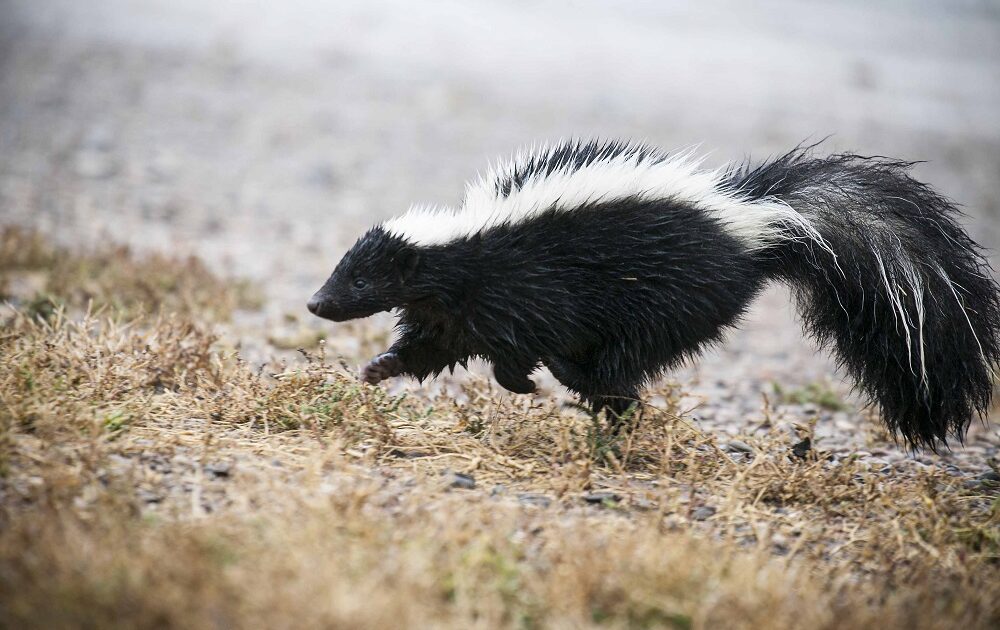 Skunk Up Close