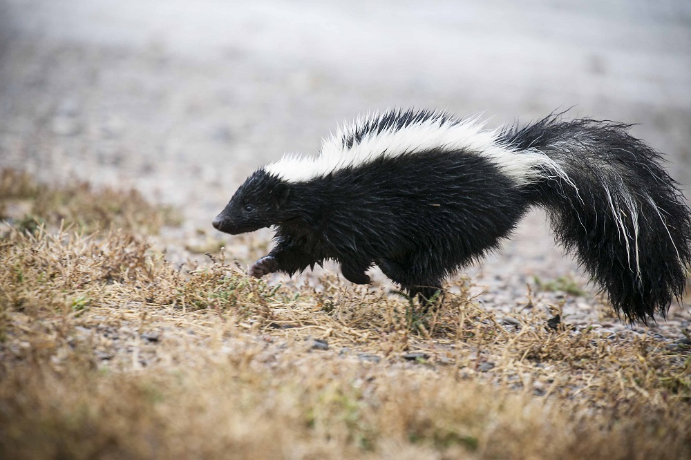 How Dangerous is Skunk Spray to Dogs?