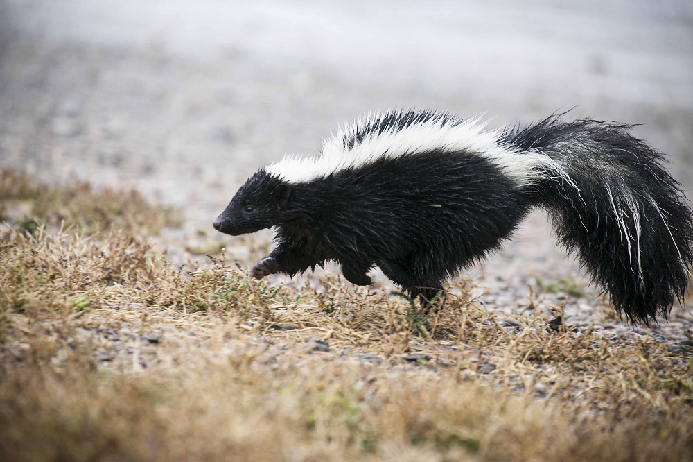 13+ 45 how to get rid of skunk in backyard information