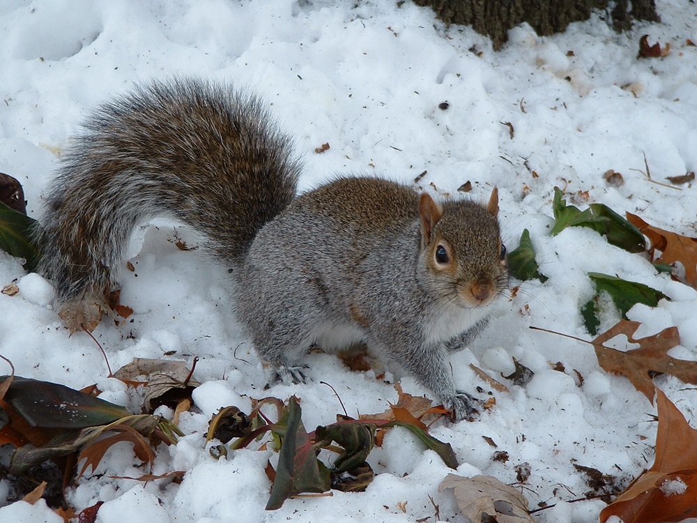 Squirrel Removal Services - Get Rid of Squirrels in Milwaukee