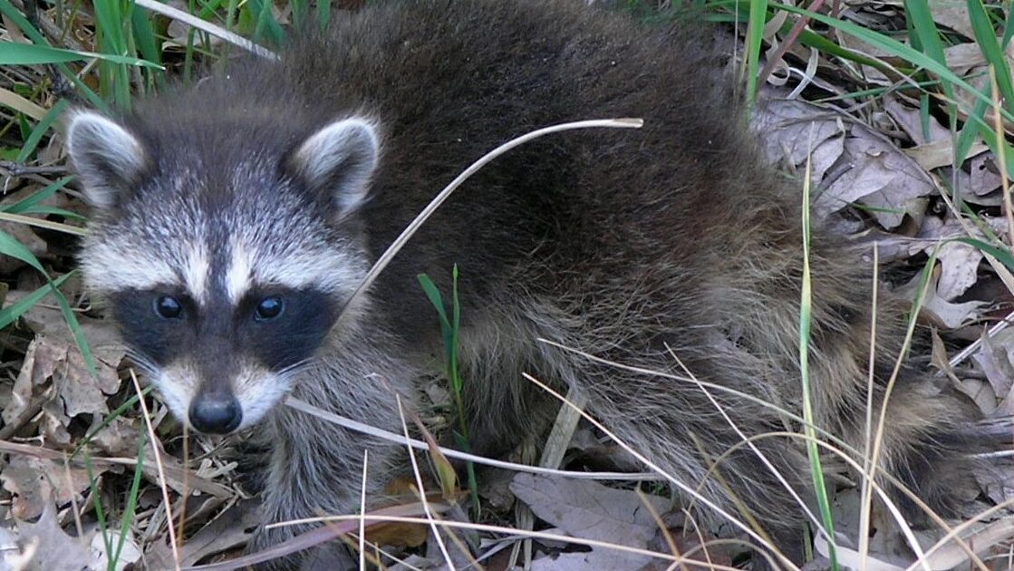 Raccoon in Oshawa