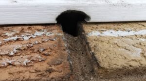 Mice Control Whitby