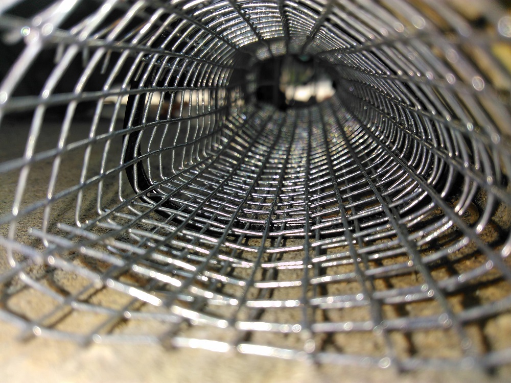 Rat Removal Ajax