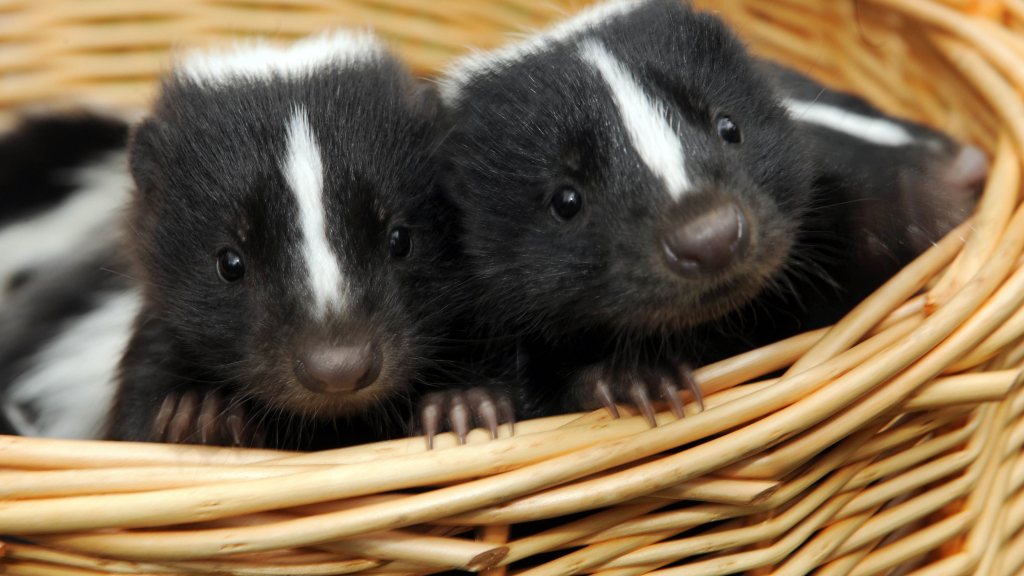 Did You Know There Are Five Skunk Species?