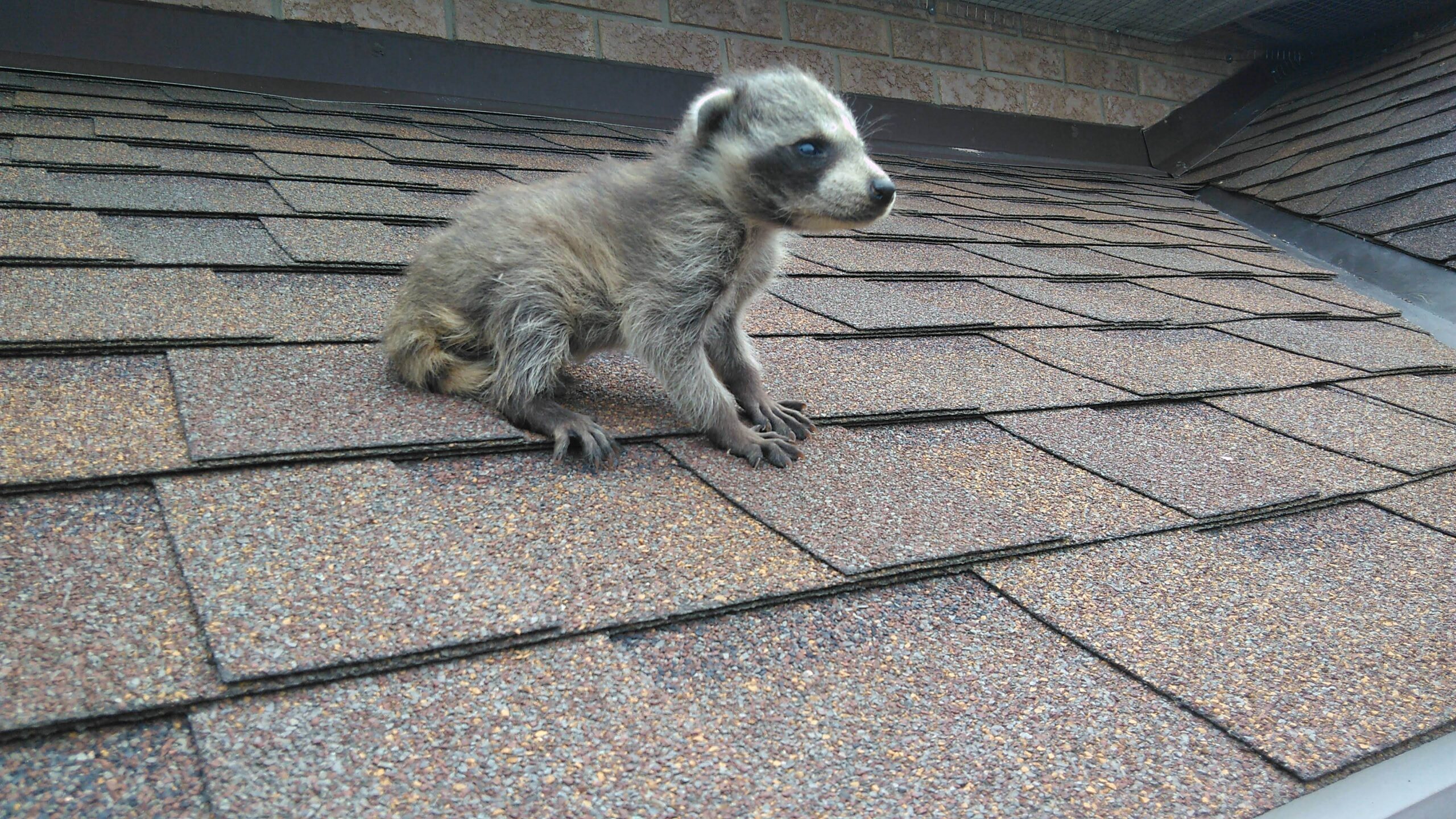 Baby Raccoon