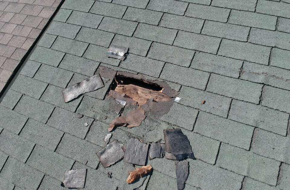 Raccoon Removal Ajax