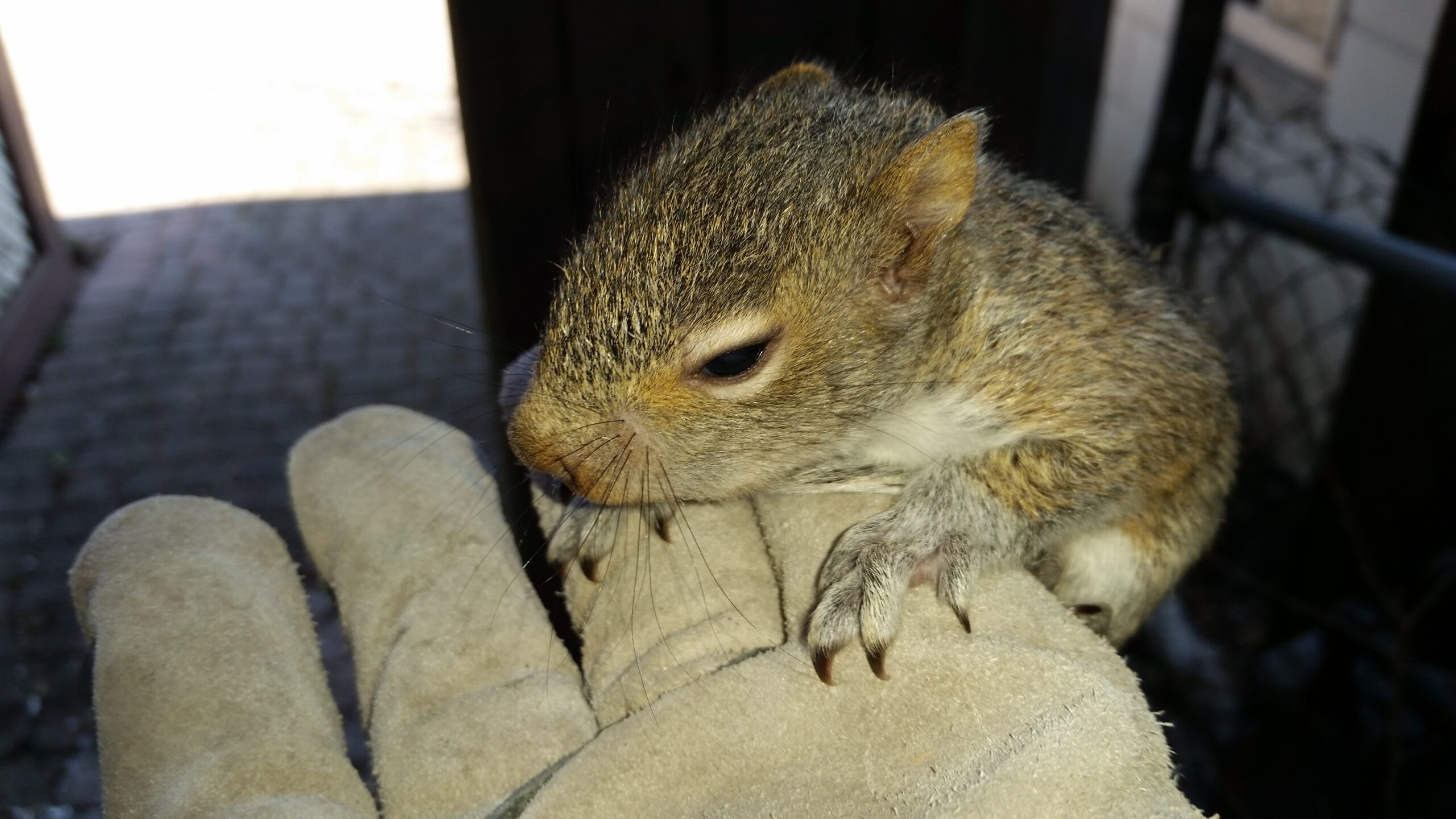 Squirrel Removal Durham