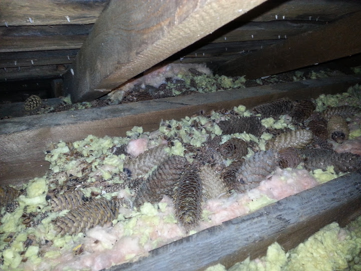 Can Squirrels Live in Your Shed?