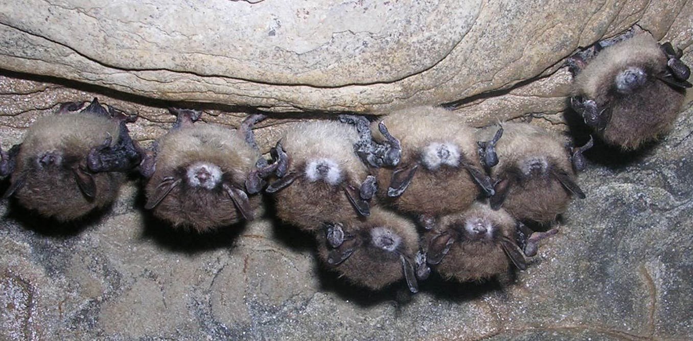Bat Removal Milwaukee
