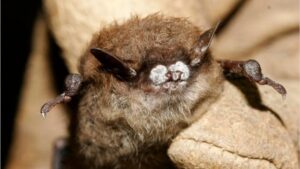 White nose syndrome from bats