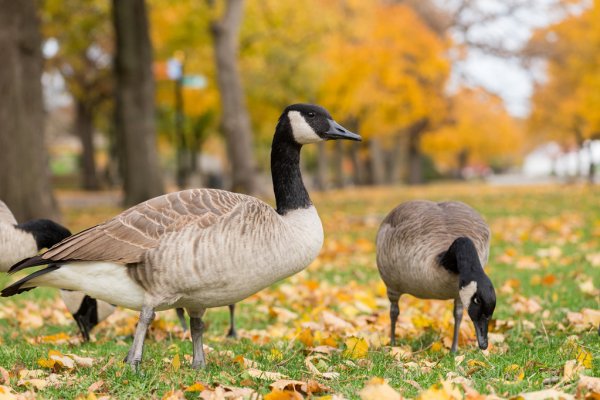 Wildlife Control North York