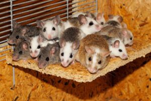 Mice Removal Milwaukee