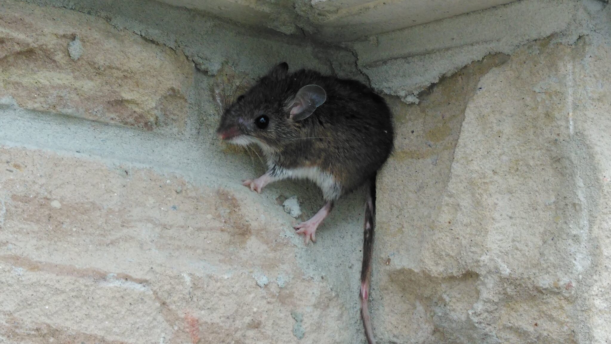 Do Mice And Rats Eat Insects