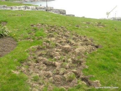 The Good and the Bad of Skunks in Your Yard