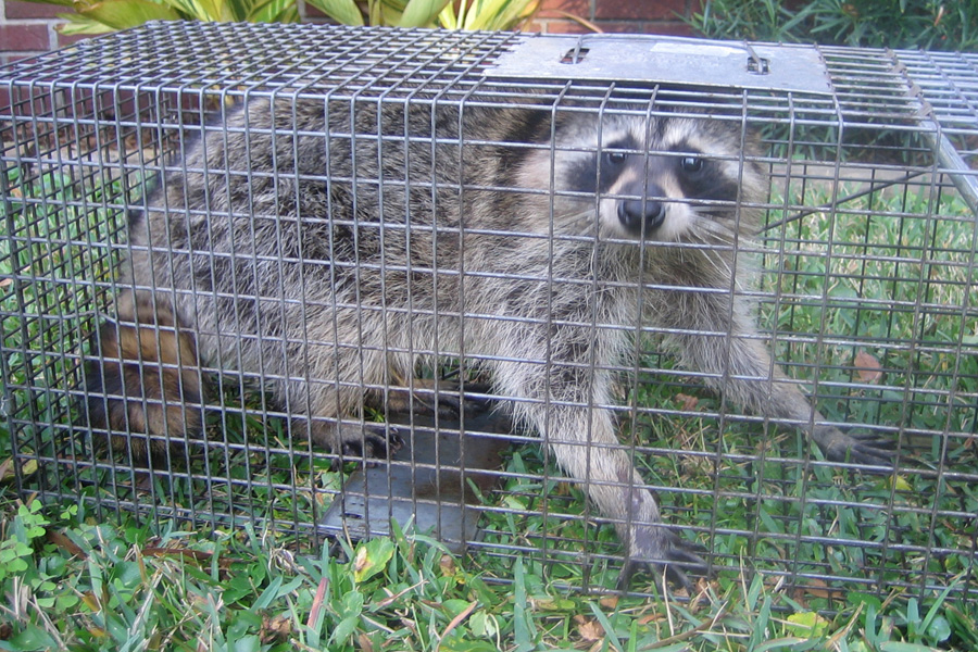 Raccoon Control Whitby