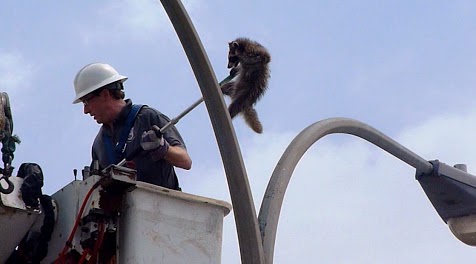 Raccoon Removal