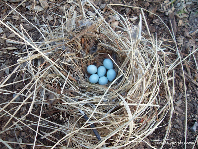 Bird Removal Oshawa