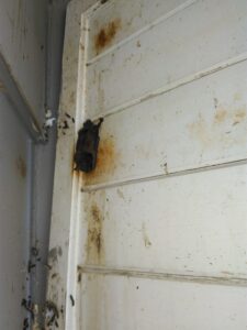 Bat Removal Milwaukee