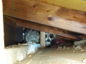 Raccoon Removal Oshawa