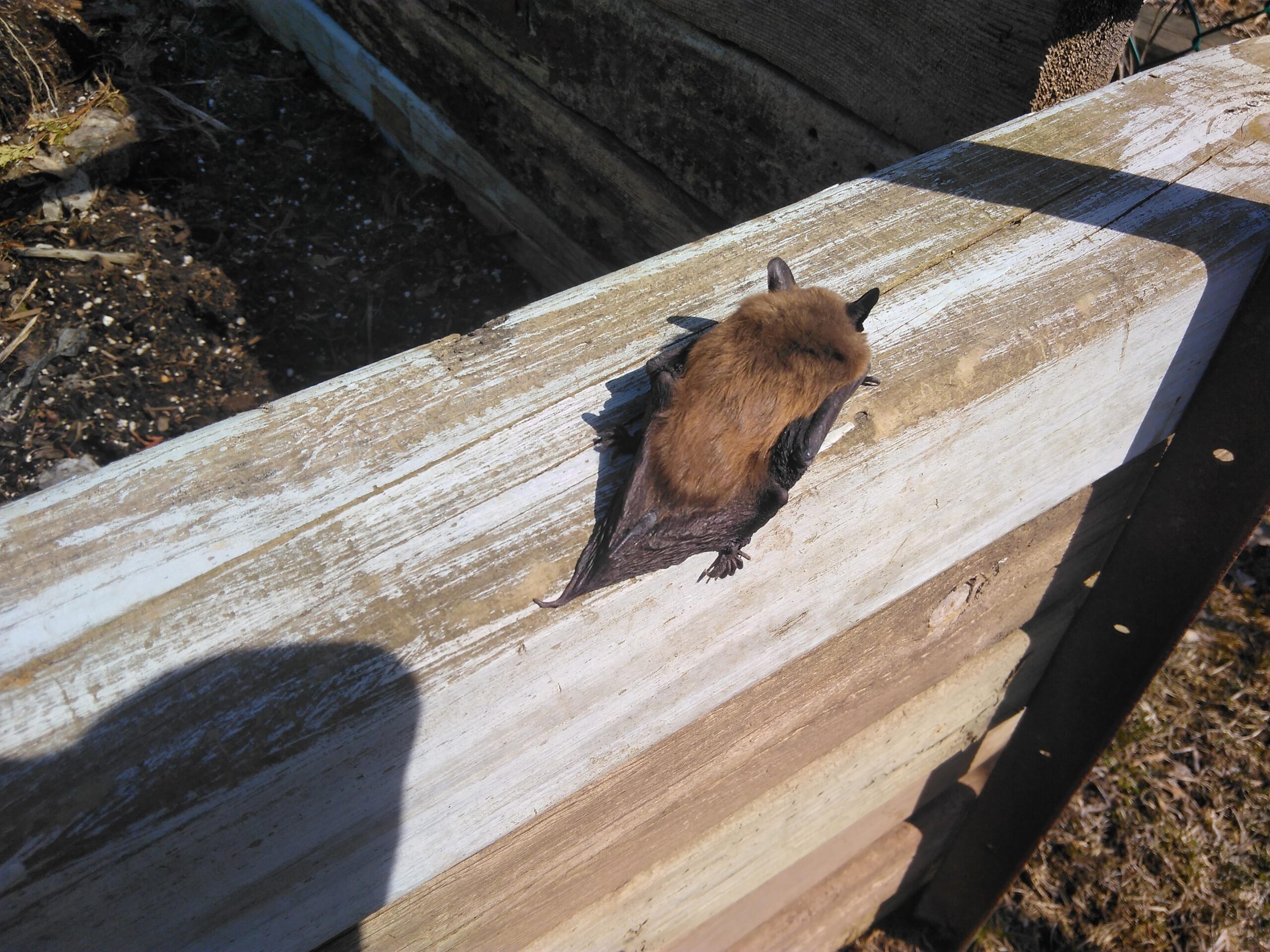 Wildlife Control Oshawa